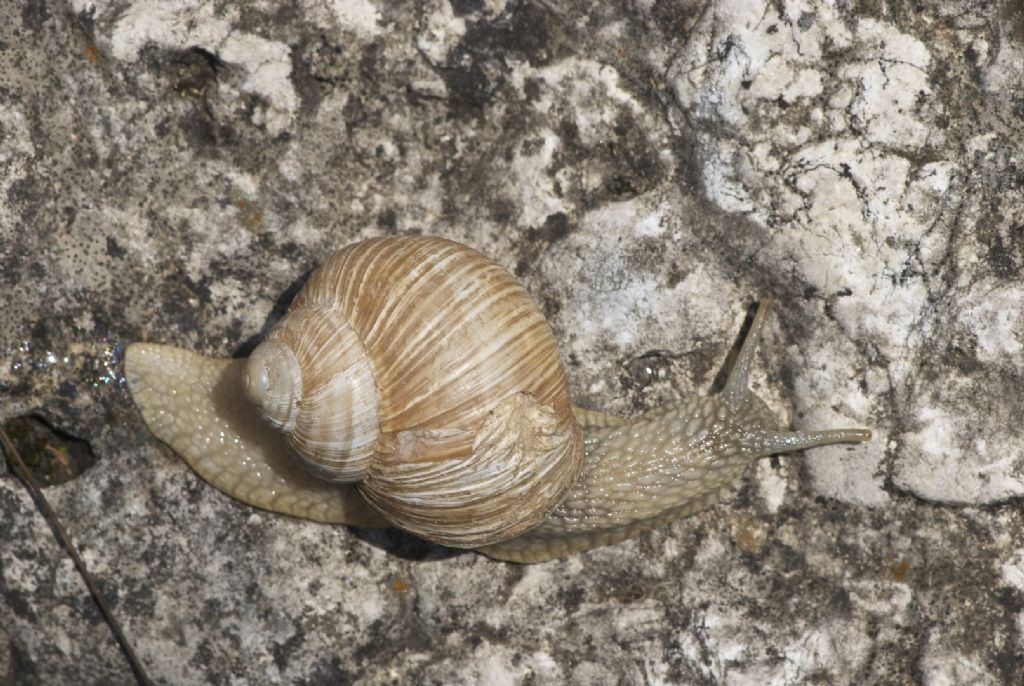 Helix pomatia 